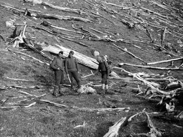 Patagonia cilena - Provincia di Ultima Esperanza - Ande patagoniche - Massiccio del Paine - Paine principale - Foresta bruciata - Uomini - Carrel, Leonardo - Pellissier, Camillo - Pession, Pierino - Carcassa di pecora