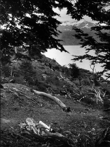 Patagonia cilena - Provincia di Ultima Esperanza - Ande patagoniche - Massiccio del Paine - Paine principale - Foresta bruciata - Lago - Grey - Cavalli