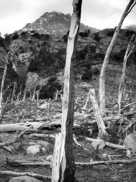 Patagonia cilena - Provincia di Ultima Esperanza - Ande patagoniche - Massiccio del Paine - Paine principale? - Foresta bruciata