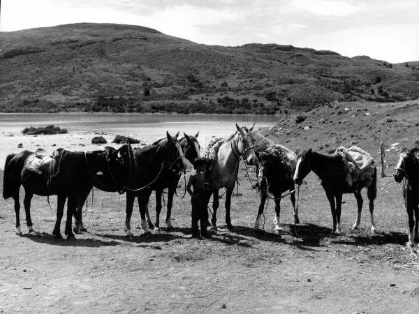 Patagonia cilena - Provincia di Ultima Esperanza - Ande patagoniche - Puesto Pudeto? - Cavalli - Lago - Nordenskjold?