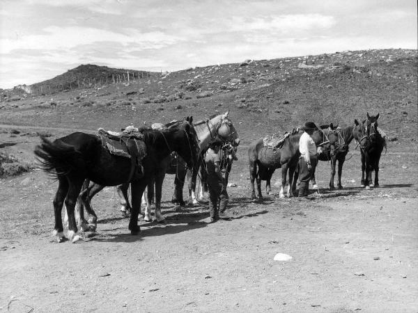 Patagonia cilena - Provincia di Ultima Esperanza - Ande patagoniche - Puesto Pudeto? - Cavalli