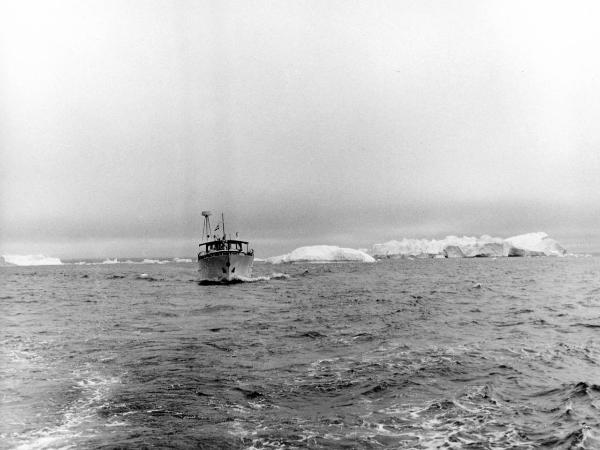 Groenlandia occidentale - Nord dell'Oceano Atlantico - Baia di Baffin - Barca - "Franz Terzo" - Icebergs