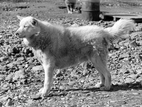 Groenlandia - cane