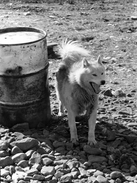 Groenlandia - cane - barile