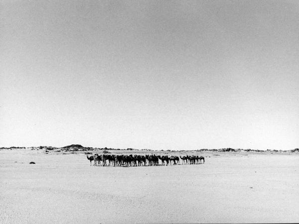 Hoggar -deserto - cammelli