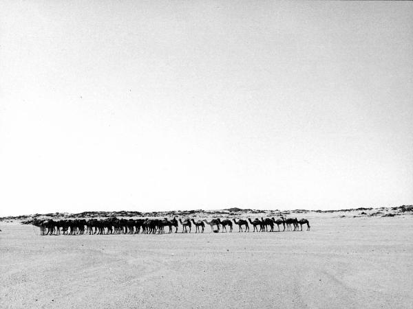 Hoggar -deserto - cammelli