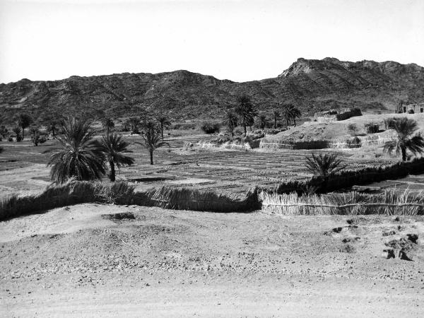 Hoggar - oasi- alberi