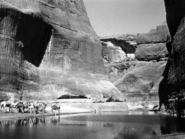 Sahara - rocce- cammelli- sorgente d'acqua