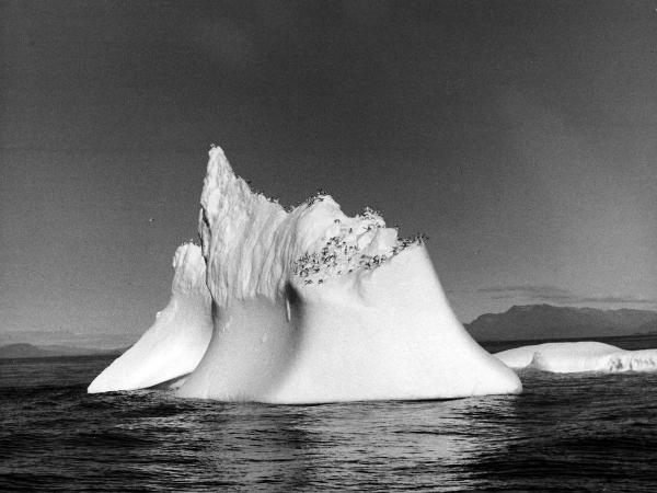 Groenlandia occidentale - Nord dell'Oceano Atlantico - Baia di Baffin? - Icebergs - Uccelli - Gabbiani?