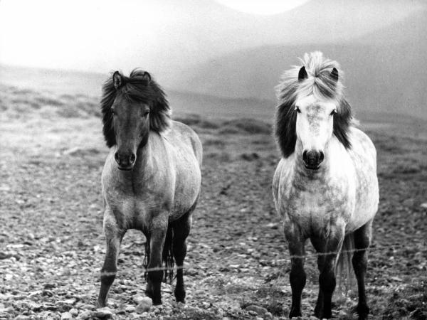 Islanda - Nord dell'Oceano Atlantico - Parco nazionale di Thingvellir? - Cavalli
