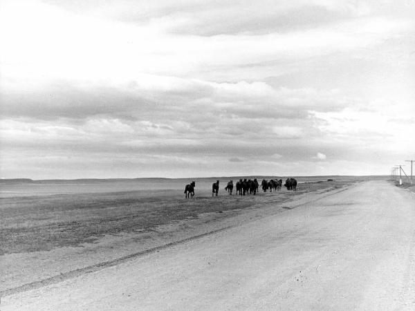 Patagonia cilena - Provincia di Ultima Esperanza - Pampa - Cavalli