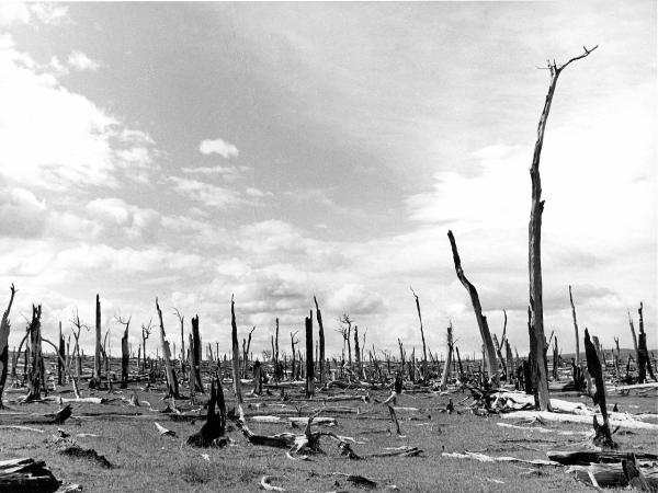 Patagonia cilena - Provincia di Ultima Esperanza - Foresta bruciata