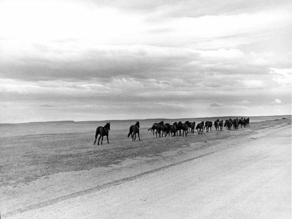 Patagonia cilena - Provincia di Ultima Esperanza - Pampa - Cavalli