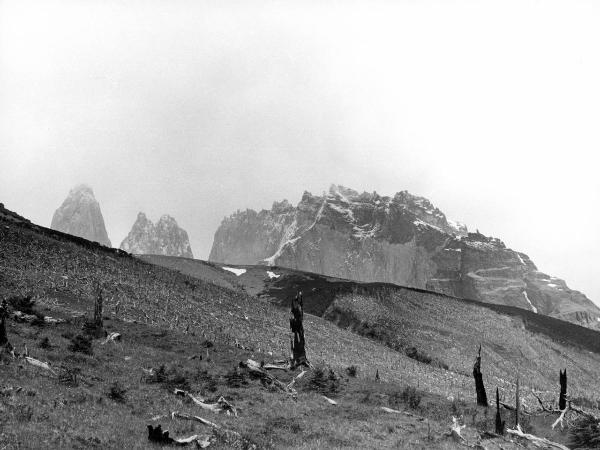 Patagonia cilena - Provincia di Ultima Esperanza - Ande patagoniche - Massiccio del Paine - Torri del Paine - Foresta bruciata