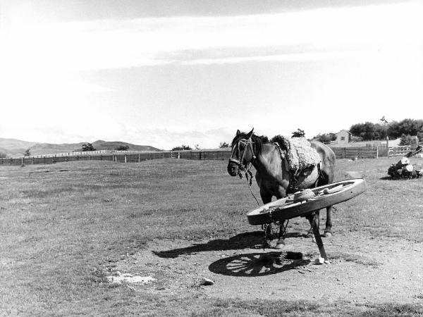 Patagonia cilena - Provincia di Ultima Esperanza - Ande patagoniche - Pampa - Cavallo