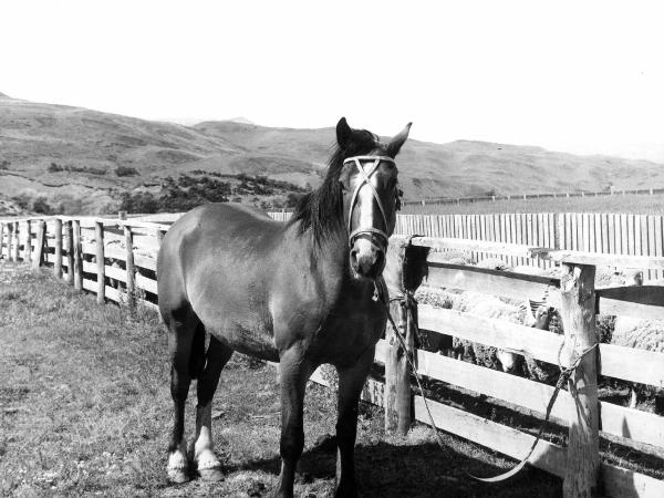 Patagonia cilena - Provincia di Ultima Esperanza - Ande patagoniche - Pampa - Recinto - Cavallo