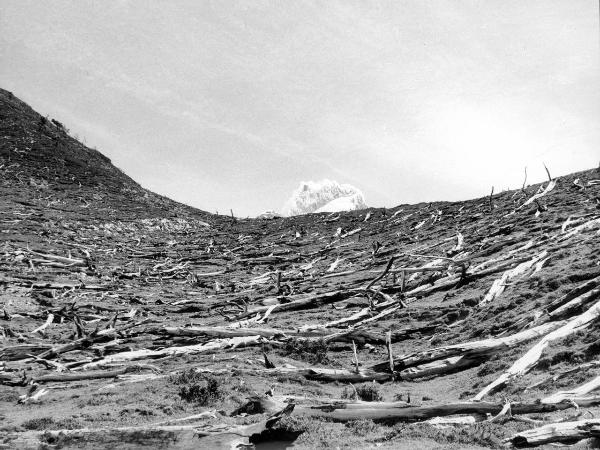 Patagonia cilena - Provincia di Ultima Esperanza - Foresta bruciata