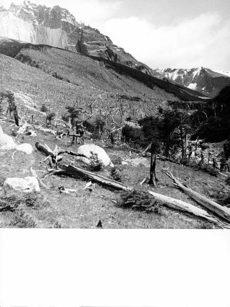 Patagonia cilena - Provincia di Ultima Esperanza - Ande patagoniche - Massiccio del Paine - Torri del Paine - Foresta bruciata