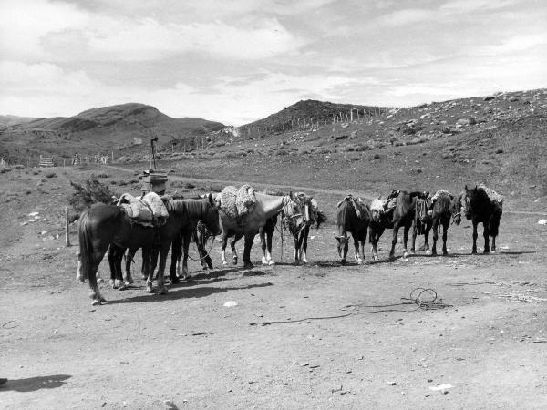 Patagonia cilena - Provincia di Ultima Esperanza - Ande patagoniche - Puesto Pudeto? - Cavalli