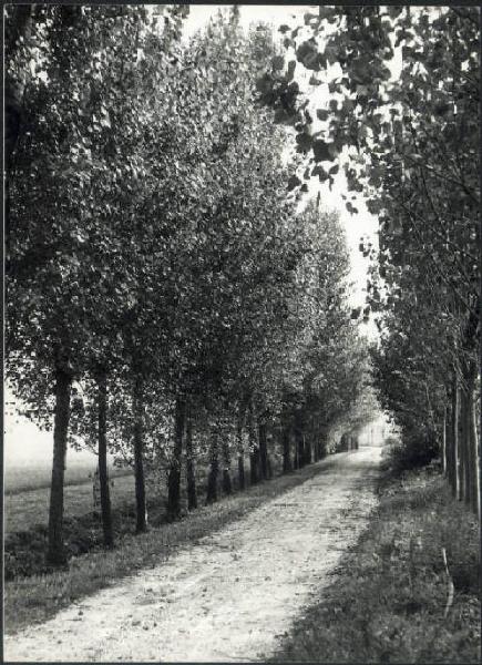 Acquanegra sul Chiese - Strada in mezzo ai campi