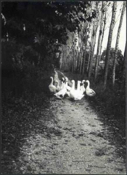 Acquanegra sul Chiese - Strada di campagna - Oche