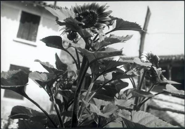 Acquanegra sul Chiese - Girasoli