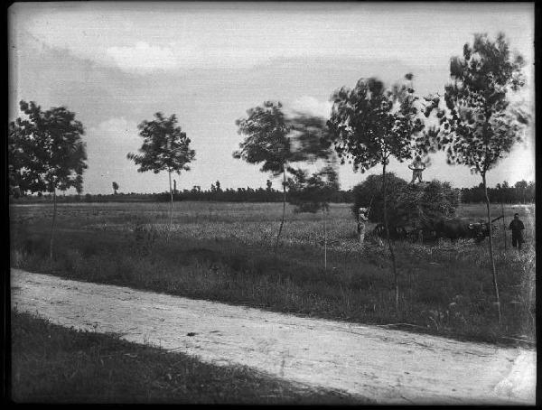 Cerese, zona - Valle del Paiolo - Alberi - Raccolta del fieno