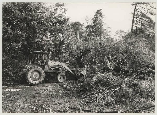 Tornado - Mantova - Zona Belfiore - Lavoro di sgombero della sede stradale dai detriti di piante per mezzo di una ruspa