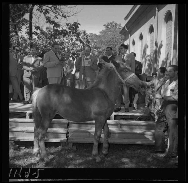 Premio di Suzzara - Suzzara - Decima edizione 1957 - Consegna dei premi - Cavallo in premio