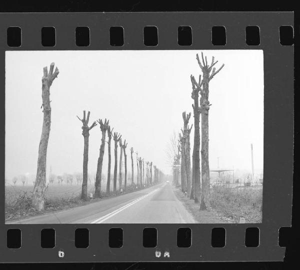 Potatura platani - Castel d'Ario - Strada provinciale