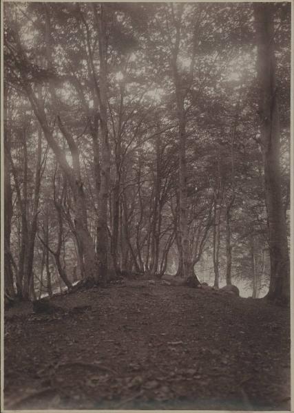 Paesaggio. Faggeto Lario - Alpe di Lemna - bosco