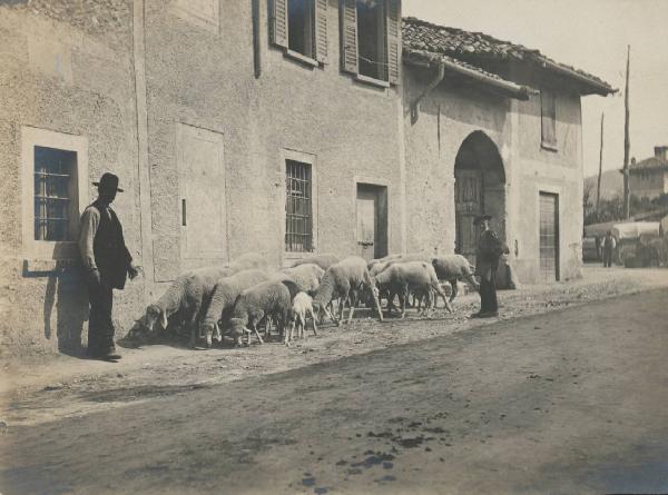 Paesaggio. Erba - Incino - strada con gregge di pecore