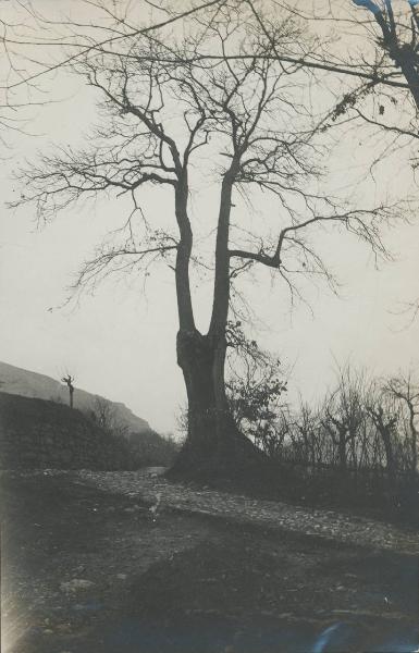 Paesaggio. Erba - Albero