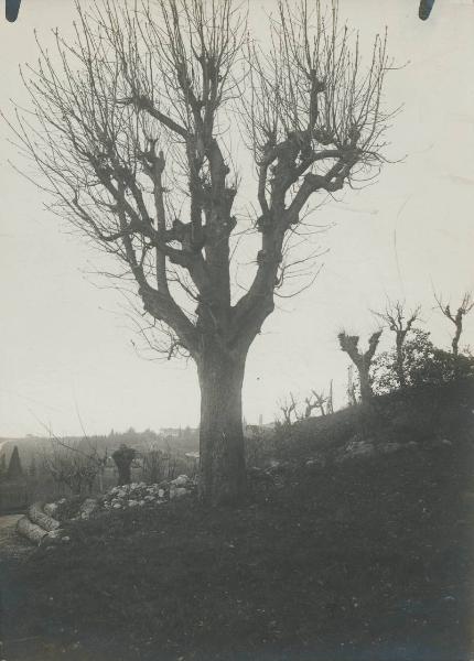 Paesaggio. Erba - Albero