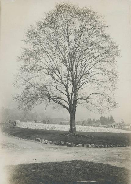 Paesaggio. Erba - Albero