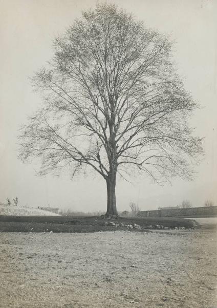 Paesaggio. Erba - Albero