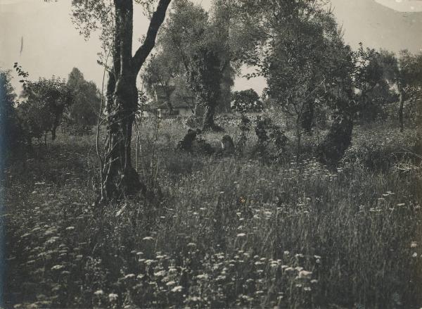 Paesaggio. Lenno - Alberi - prato