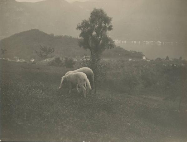 Paesaggio. Lago di Como - Lenno - pascolo