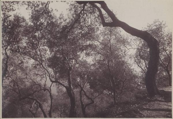 Paesaggio. Camogli - San Fruttuoso - alberi