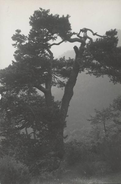 Paesaggio. Valle Vigezzo - Druogno - Albogno - Albero