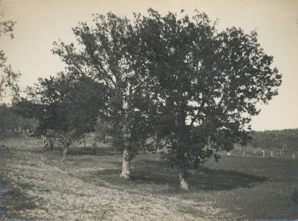 Paesaggio. Campagna tra Bevagna e Montefalco - Querce