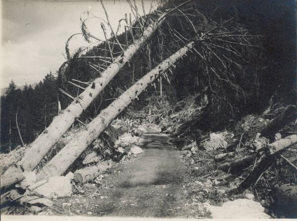 Paesaggio. Valdigne - Courmayeur - Purtud - Sentiero con alberi abbattuti dalla frana del 1920