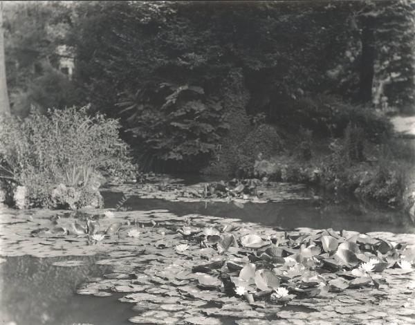 Paesaggio. Milano - Giardino Melzi d'Eril in via Principe Umberto 7 attuale via Turati 7 - Ninfee