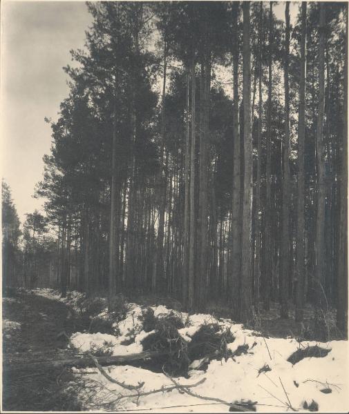 Paesaggio. Ceriano Laghetto - Pineta innevata