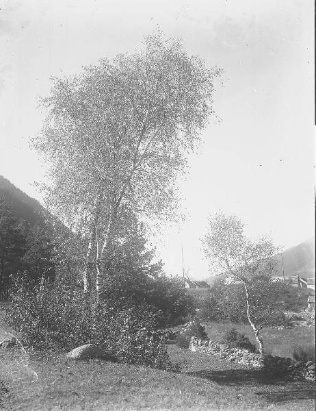 Paesaggio. Valle Vigezzo - Alberi