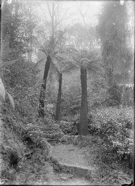 Paesaggio. Tremezzo - Villa Carlotta - Giardino botanico