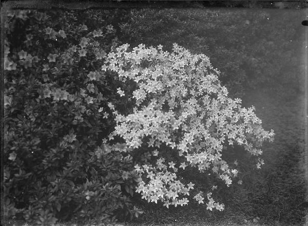 Paesaggio. Tremezzo - Villa Carlotta - Giardino botanico