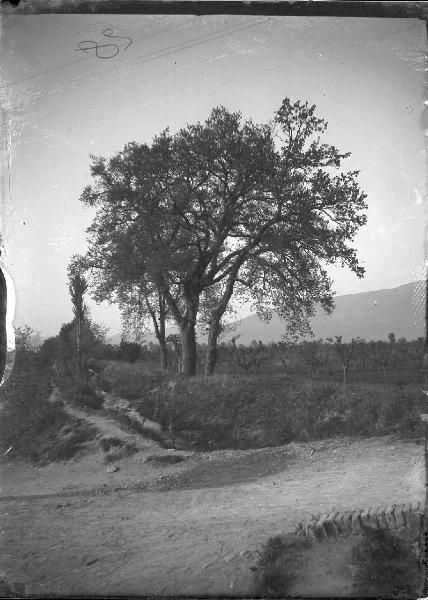 Paesaggio. Cannara - Pian d'Arca - Querce