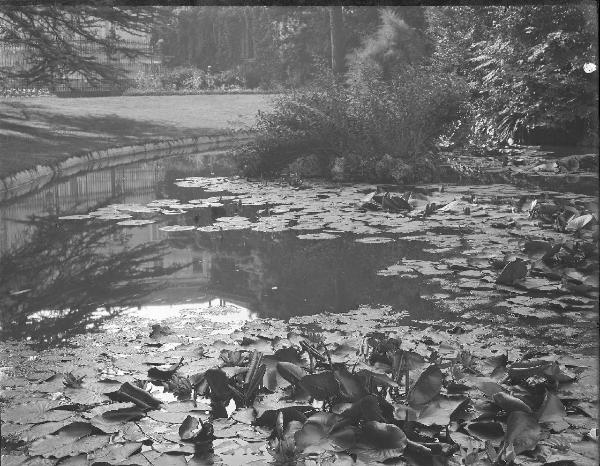 Paesaggio. Milano - Giardino Melzi d'Eril in via Principe Umberto 7 attuale via Turati 7 - Ninfee