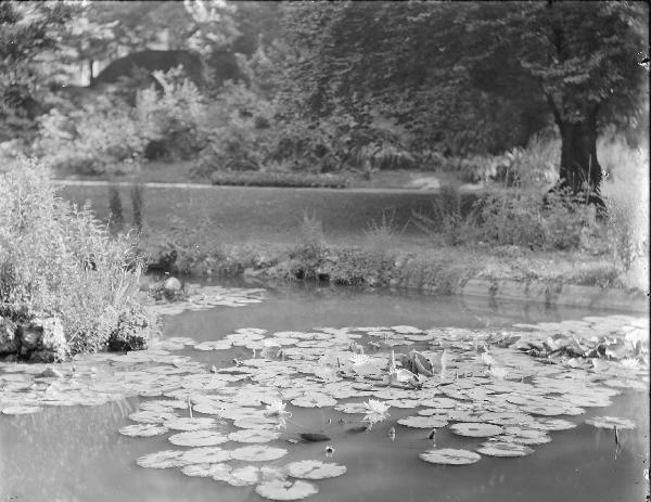 Paesaggio. Milano - Giardino Melzi d'Eril in via Principe Umberto 7 attuale via Turati 7 - Ninfee